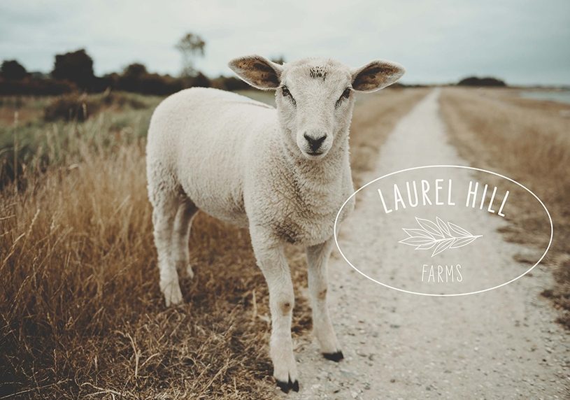 Lamb with Laurel Springs Logo